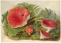 Keswick Sketching Club, The Sickener Russula emetica Ruskinian Mushroom Study – Late 19th-century watercolour painting