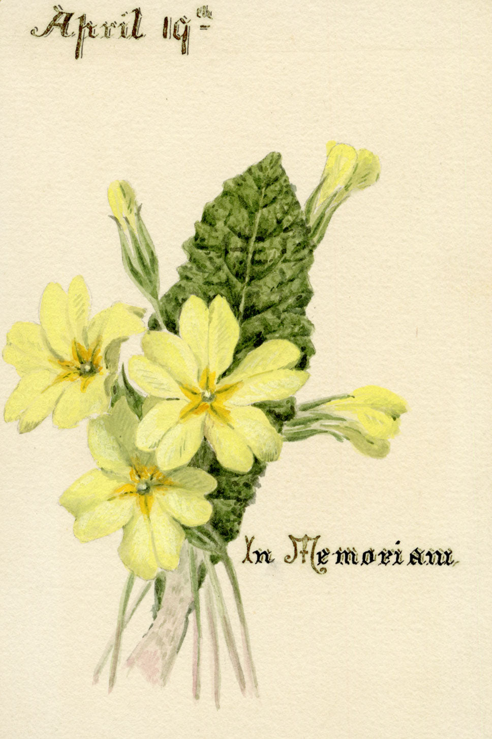 Lilla S., Primrose Flower 'In Memoriam' – c.1882 watercolour painting