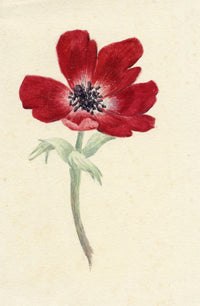 Lilla S., Red Anemone Flower Study – c.1882 watercolour painting