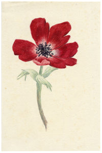Lilla S., Red Anemone Flower Study – c.1882 watercolour painting