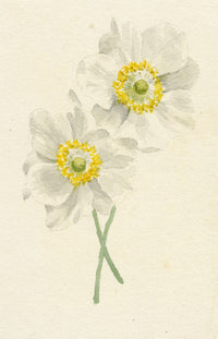 Lilla S., White Anemone Flower Study – c.1882 watercolour painting