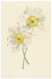 Lilla S., White Anemone Flower Study – c.1882 watercolour painting