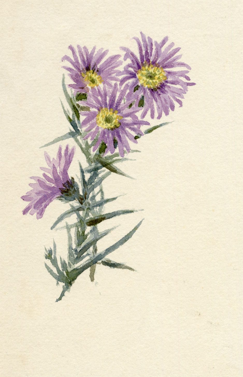 Lilla S., Purple Aster Flower Study – c.1882 watercolour painting