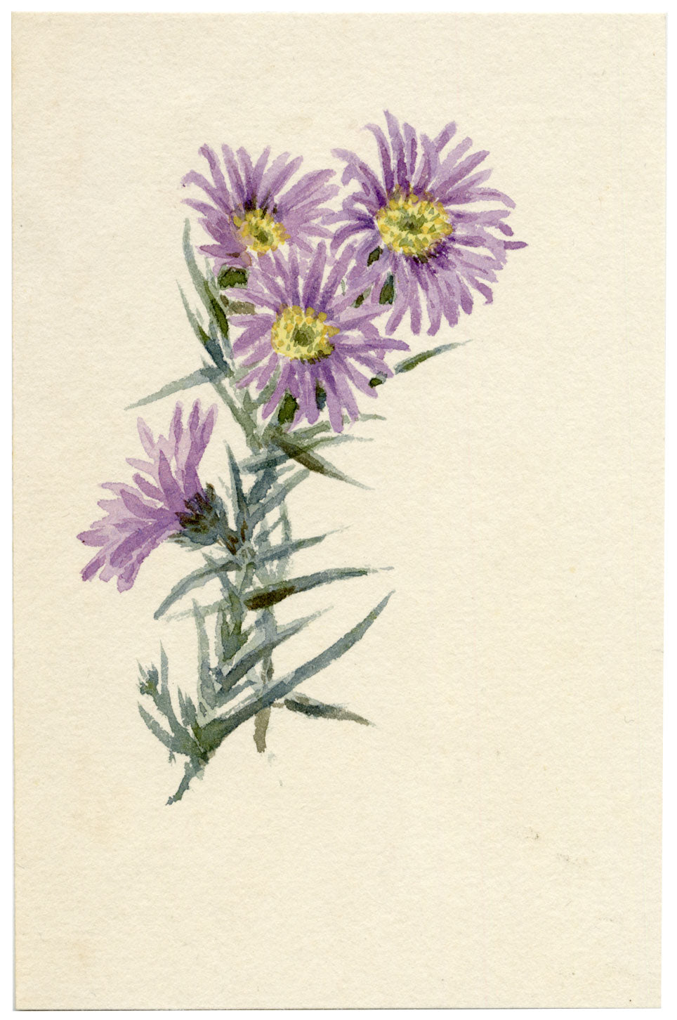 Lilla S., Purple Aster Flower Study – c.1882 watercolour painting