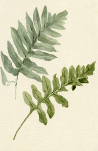 Lilla S., Fern Study – c.1882 watercolour painting