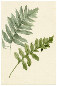Lilla S., Fern Study – c.1882 watercolour painting