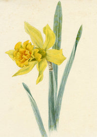 Lilla S., Daffodil (Narcissus) Flower Study – c.1882 watercolour painting