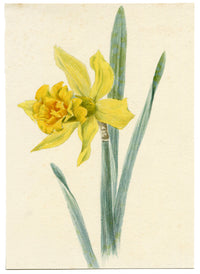 Lilla S., Daffodil (Narcissus) Flower Study – c.1882 watercolour painting
