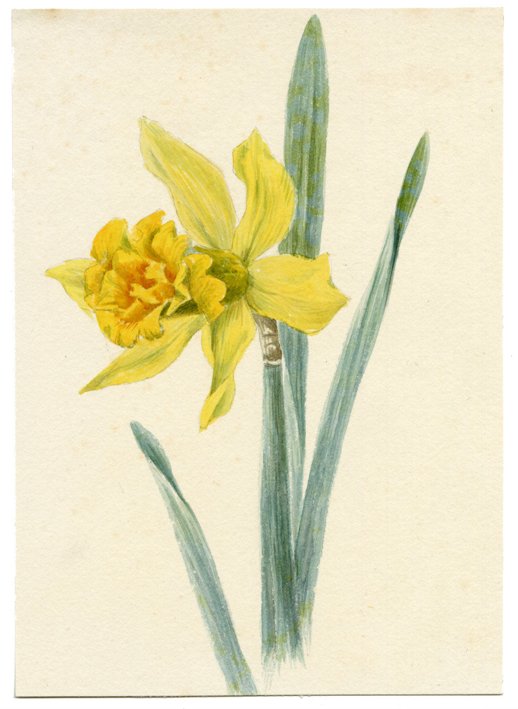 Lilla S., Daffodil (Narcissus) Flower Study – c.1882 watercolour painting