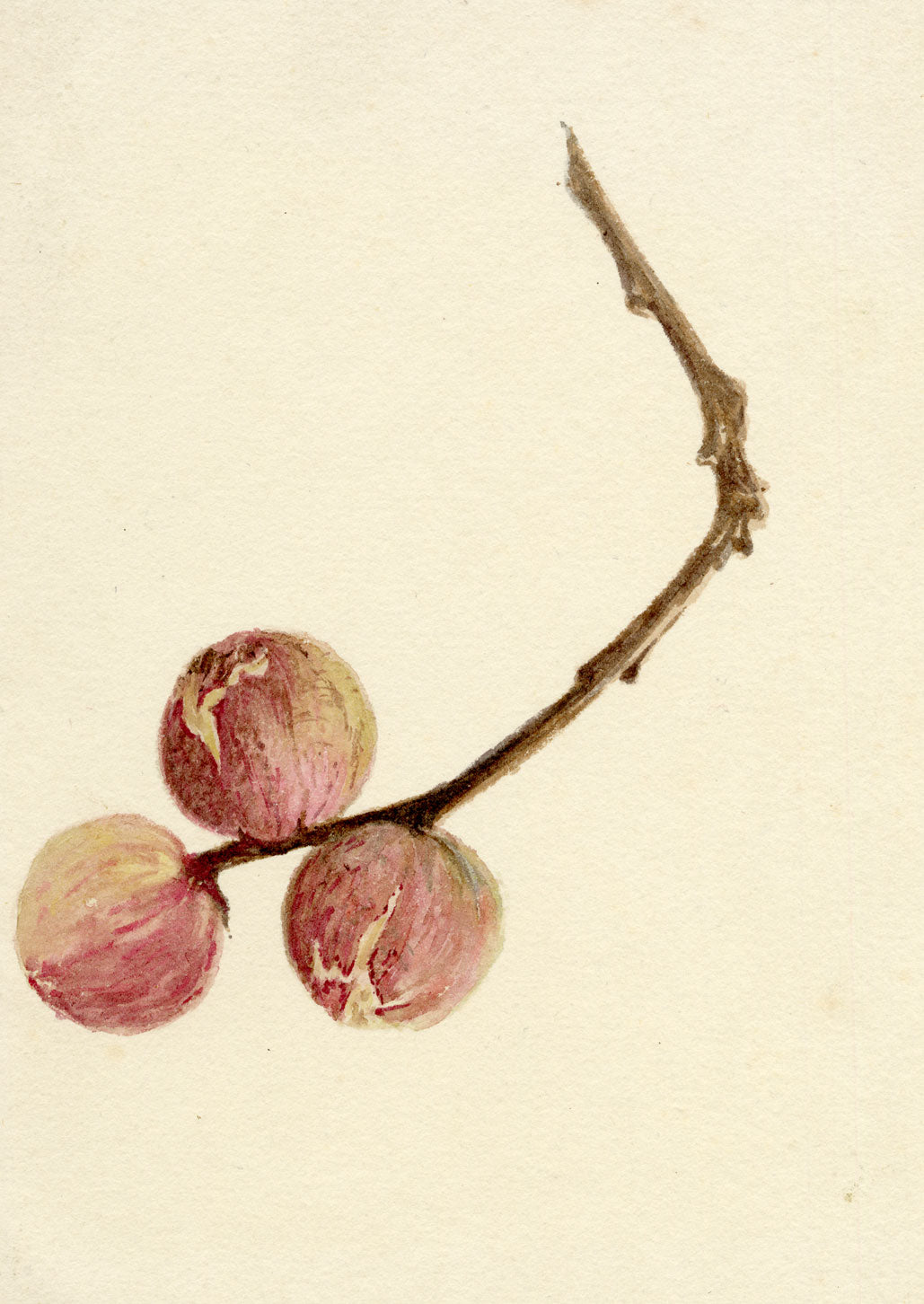 Lilla S., Flower Bud Study – c.1882 watercolour painting