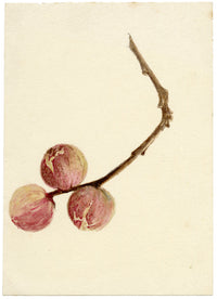 Lilla S., Flower Bud Study – c.1882 watercolour painting