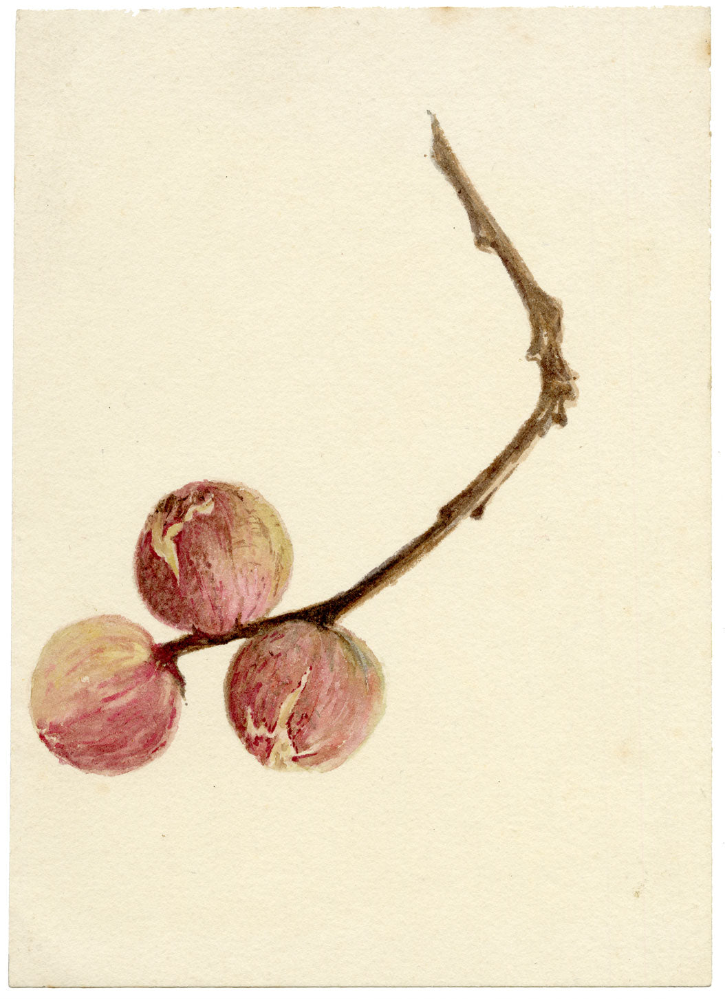 Lilla S., Flower Bud Study – c.1882 watercolour painting