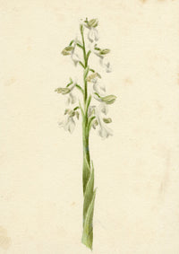 Lilla S., Green-winged Meadow Orchid Study – c.1882 watercolour painting