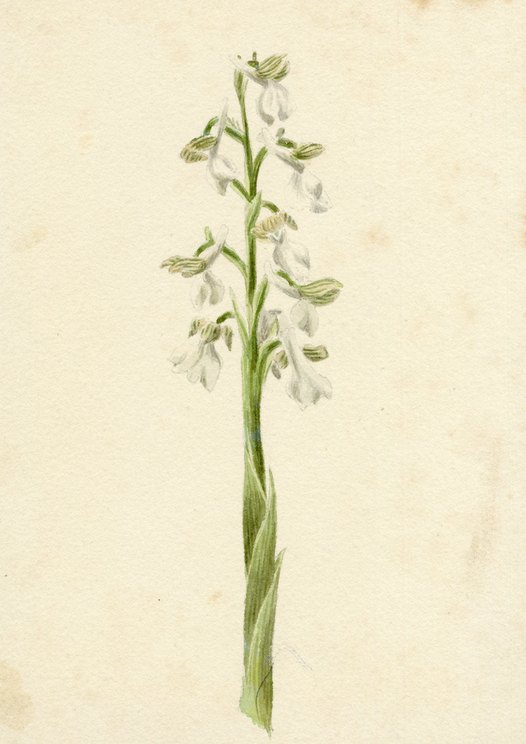 Lilla S., Green-winged Meadow Orchid Study – c.1882 watercolour painting