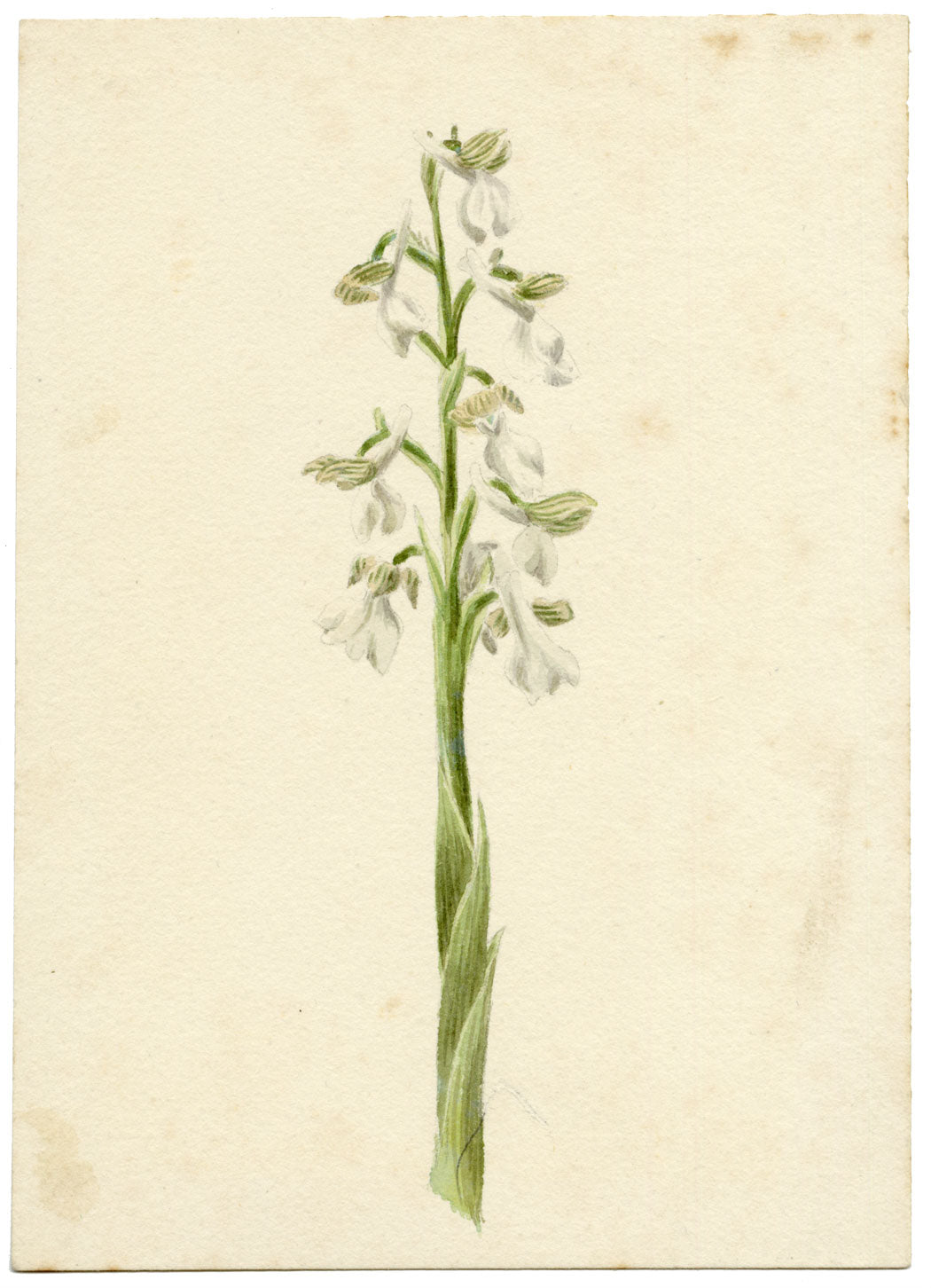 Lilla S., Green-winged Meadow Orchid Study – c.1882 watercolour painting