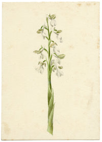 Lilla S., Green-winged Meadow Orchid Study – c.1882 watercolour painting