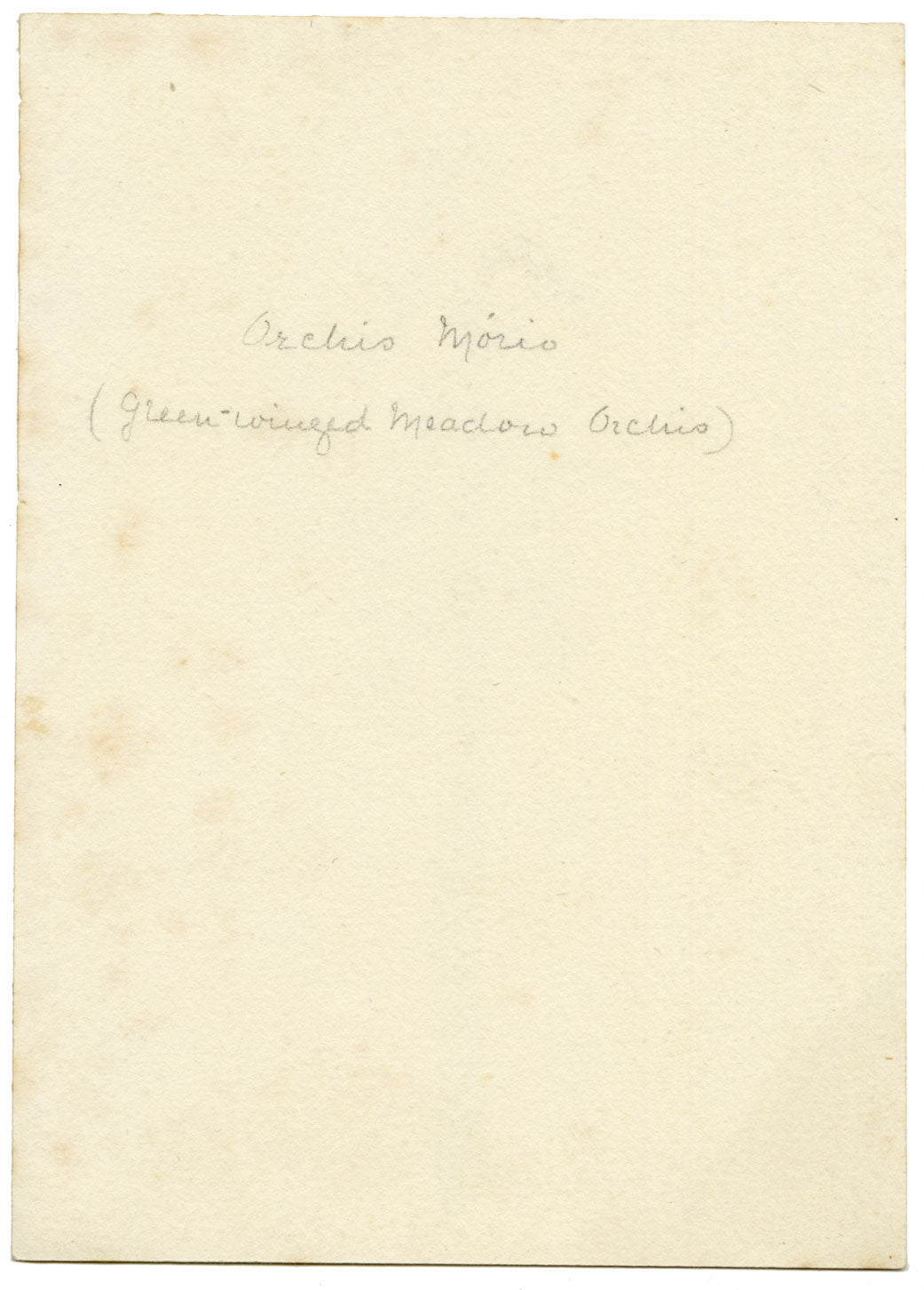 Lilla S., Green-winged Meadow Orchid Study – c.1882 watercolour painting