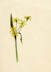 Lilla S., Yellow Star-of-Bethlehem Flower Study – c.1882 watercolour painting