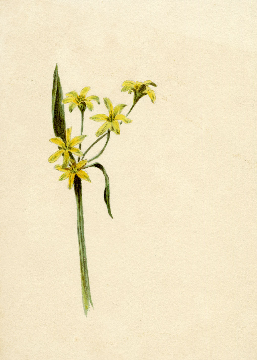Lilla S., Yellow Star-of-Bethlehem Flower Study – c.1882 watercolour painting