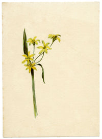 Lilla S., Yellow Star-of-Bethlehem Flower Study – c.1882 watercolour painting