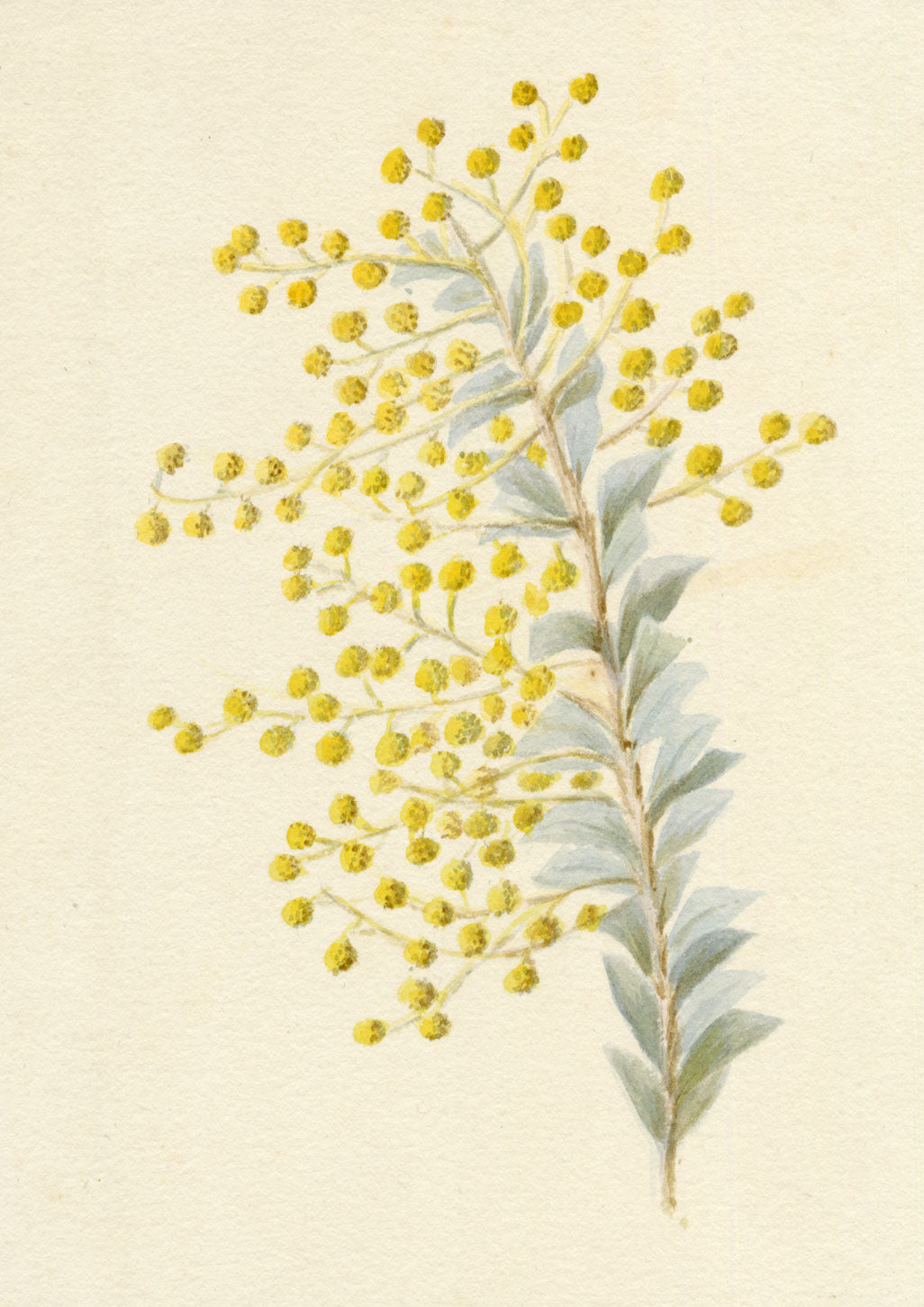 Lilla S., Yellow Mimosa Flower Study – c.1882 watercolour painting