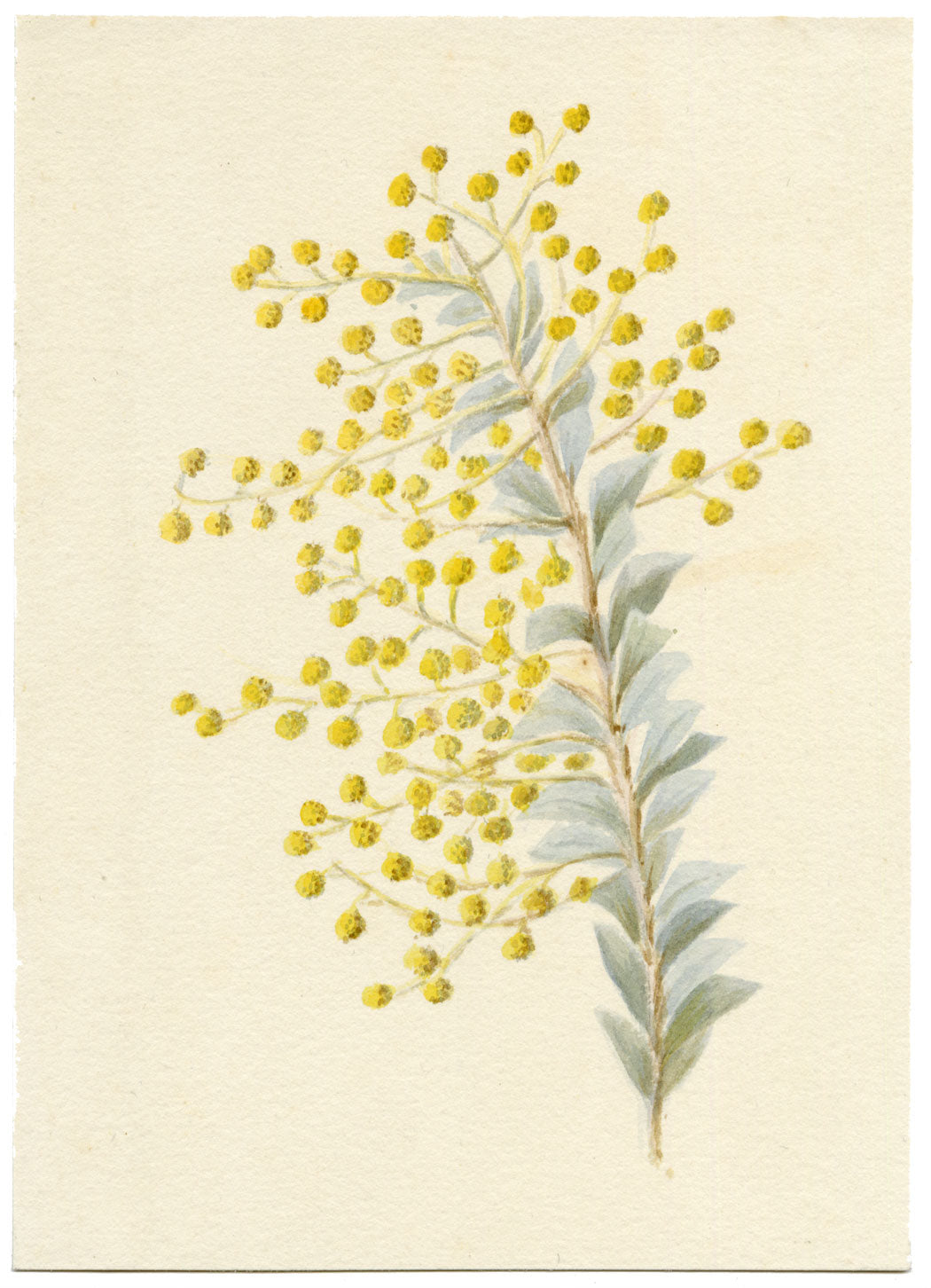 Lilla S., Yellow Mimosa Flower Study – c.1882 watercolour painting
