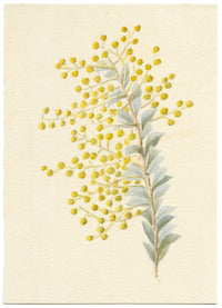 Lilla S., Yellow Mimosa Flower Study – c.1882 watercolour painting