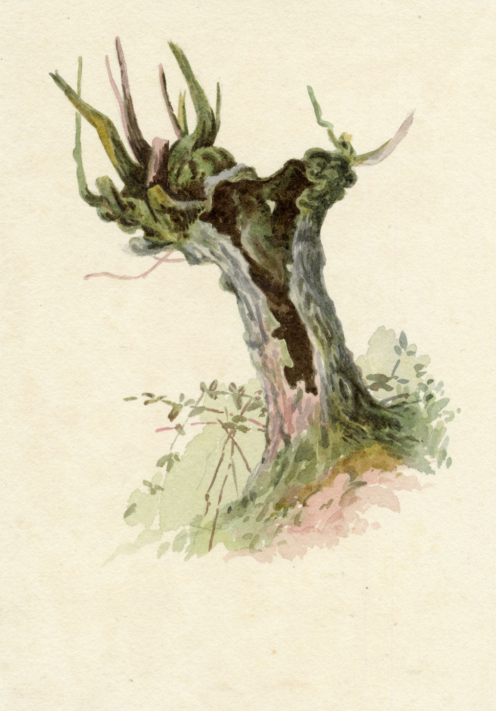Lilla S., Pollarded Tree Study – c.1882 watercolour painting