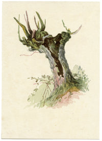 Lilla S., Pollarded Tree Study – c.1882 watercolour painting