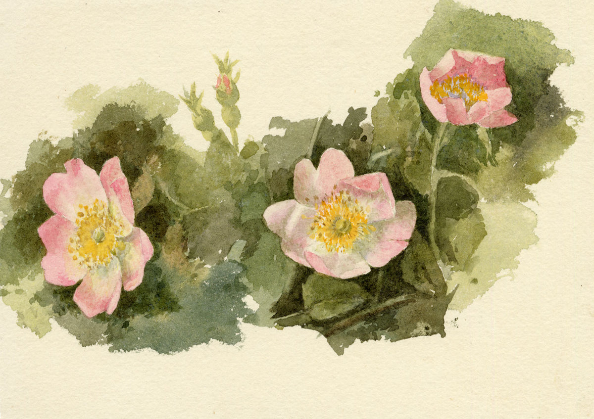 Lilla S., Pale Pink Dog Rose Flower Study – c.1882 watercolour painting
