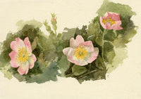 Lilla S., Pale Pink Dog Rose Flower Study – c.1882 watercolour painting