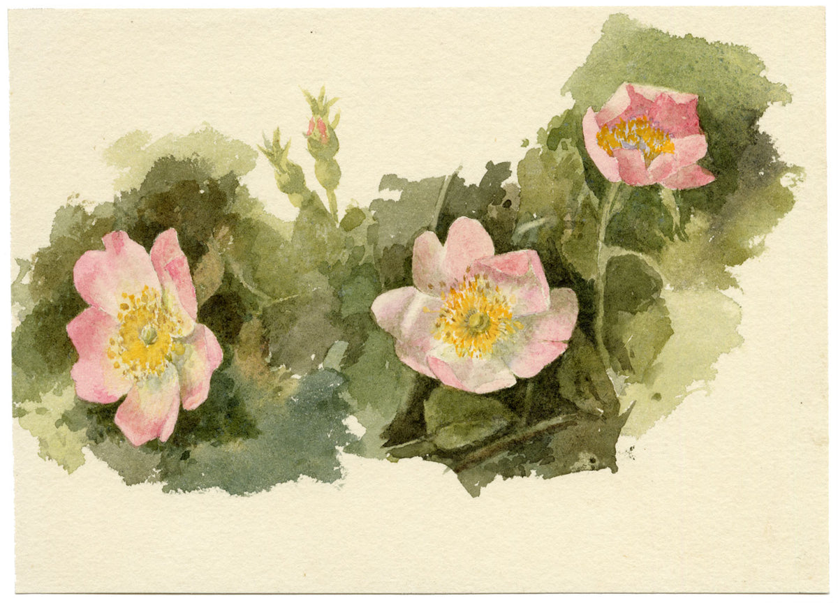 Lilla S., Pale Pink Dog Rose Flower Study – c.1882 watercolour painting