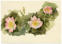 Lilla S., Pale Pink Dog Rose Flower Study – c.1882 watercolour painting