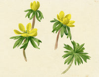 Lilla S., Yellow Winter Aconite Buttercup Study – c.1882 watercolour painting
