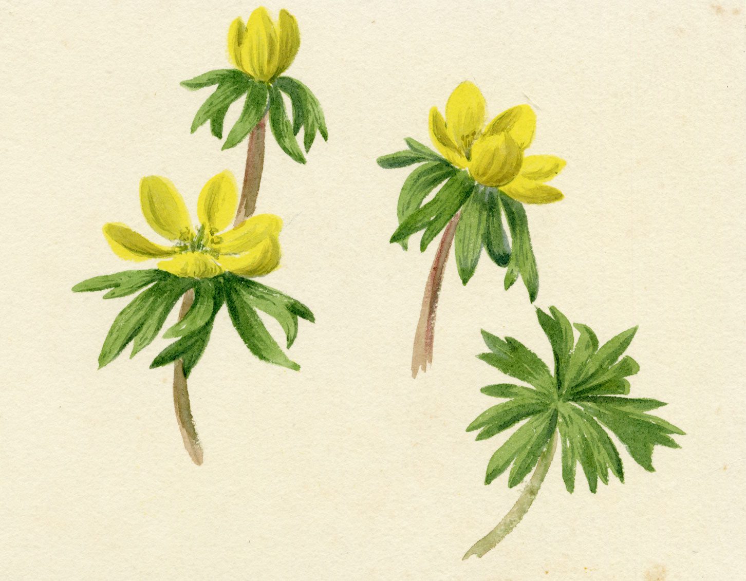 Lilla S., Yellow Winter Aconite Buttercup Study – c.1882 watercolour painting