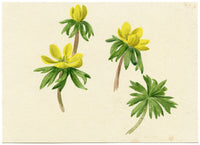 Lilla S., Yellow Winter Aconite Buttercup Study – c.1882 watercolour painting