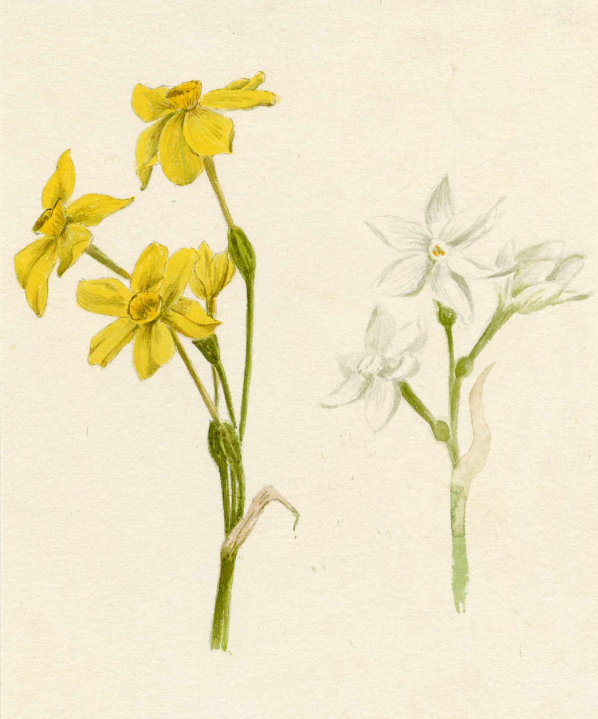 Lilla S., Daffodil (Narcissus) Flower Study – c.1882 watercolour painting