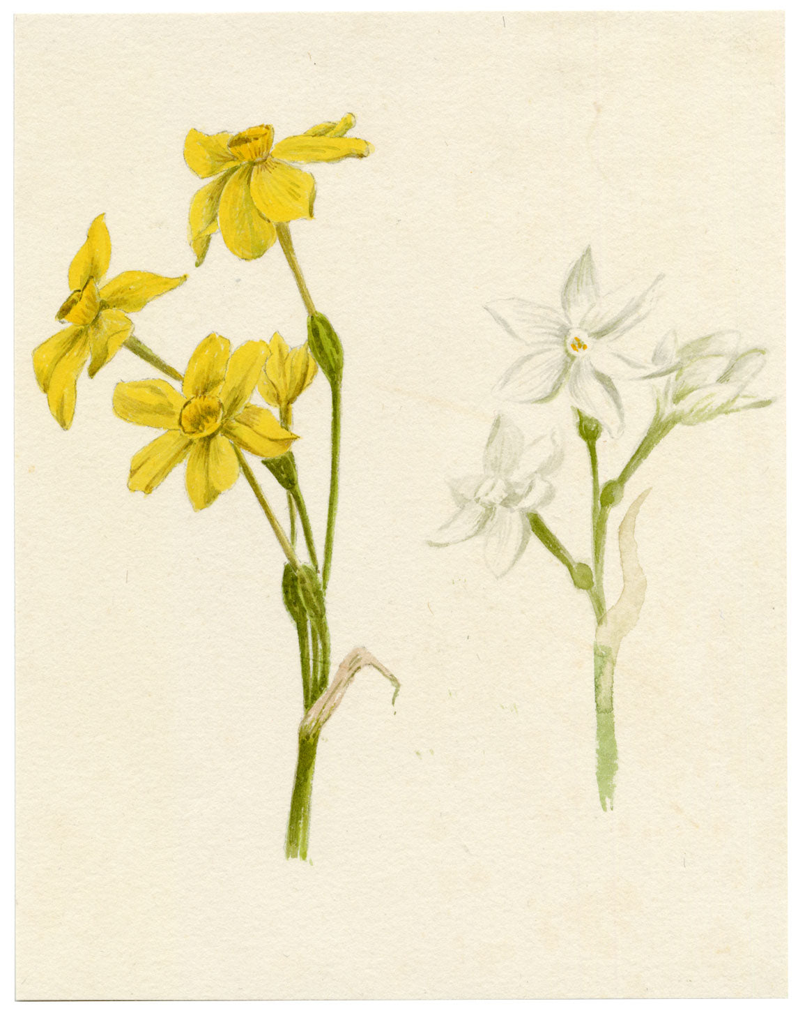 Lilla S., Daffodil (Narcissus) Flower Study – c.1882 watercolour painting