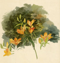 Lilla S., Orange Lily (Lilium bulbiferum) Flower Study – c.1882 watercolour painting