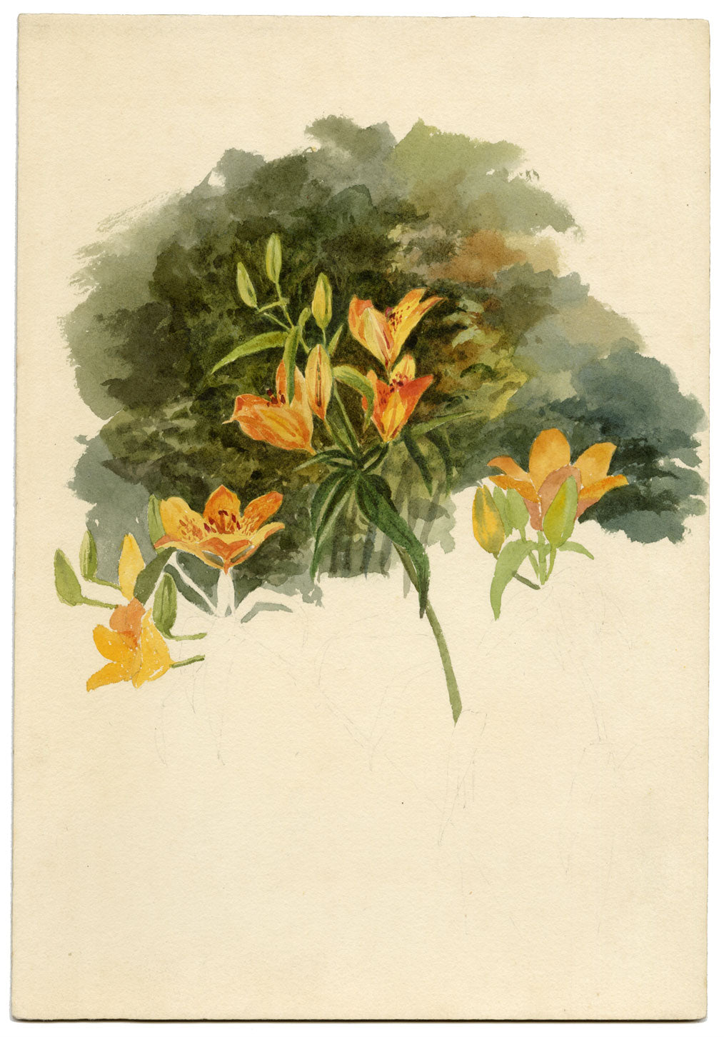 Lilla S., Orange Lily (Lilium bulbiferum) Flower Study – c.1882 watercolour painting