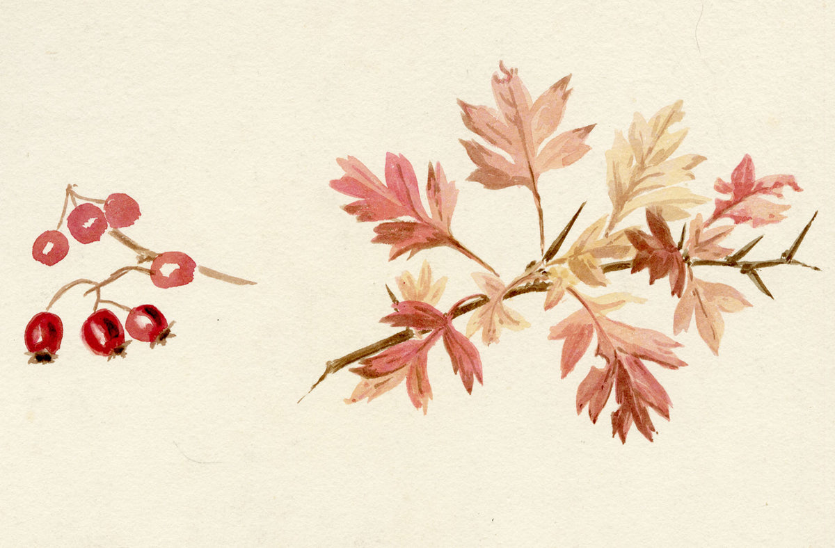 Lilla S., Hawthorn Leaf & Berry (Crataegus) Study – c.1882 watercolour painting