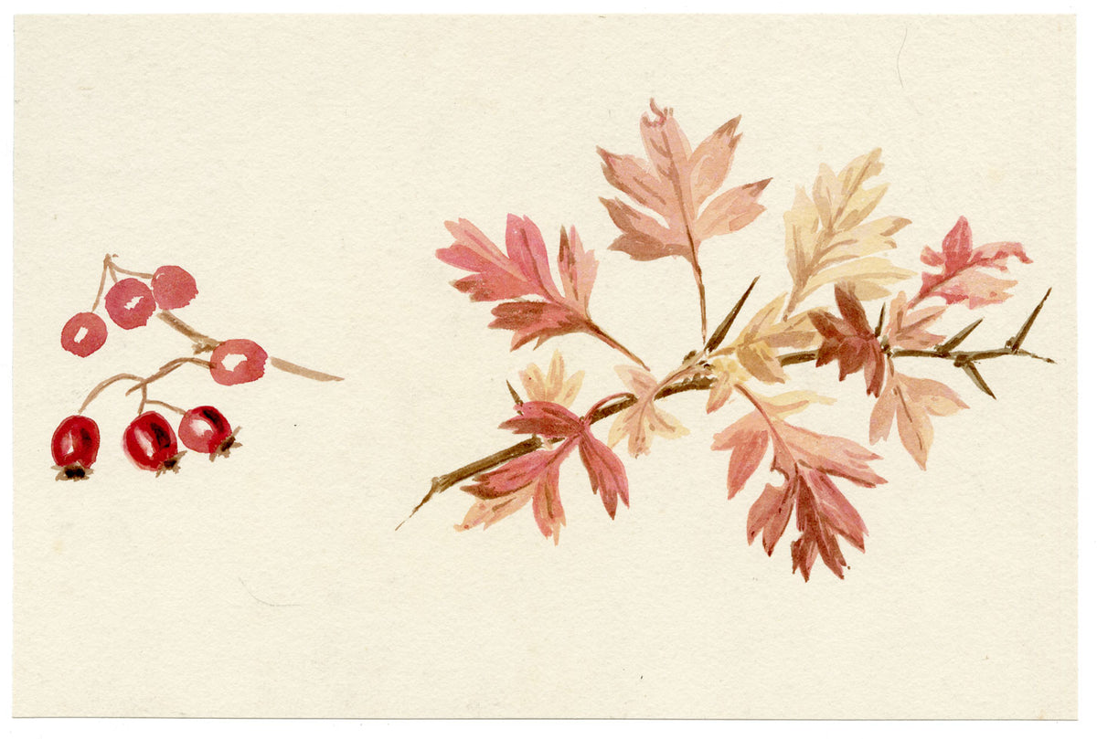 Lilla S., Hawthorn Leaf & Berry (Crataegus) Study – c.1882 watercolour painting