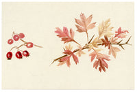 Lilla S., Hawthorn Leaf & Berry (Crataegus) Study – c.1882 watercolour painting