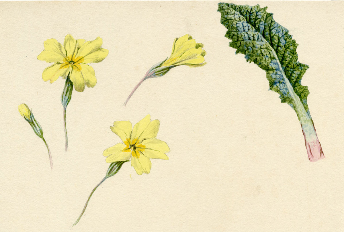 Lilla S., Primrose Flower & Leaf Study – 1884 watercolour painting