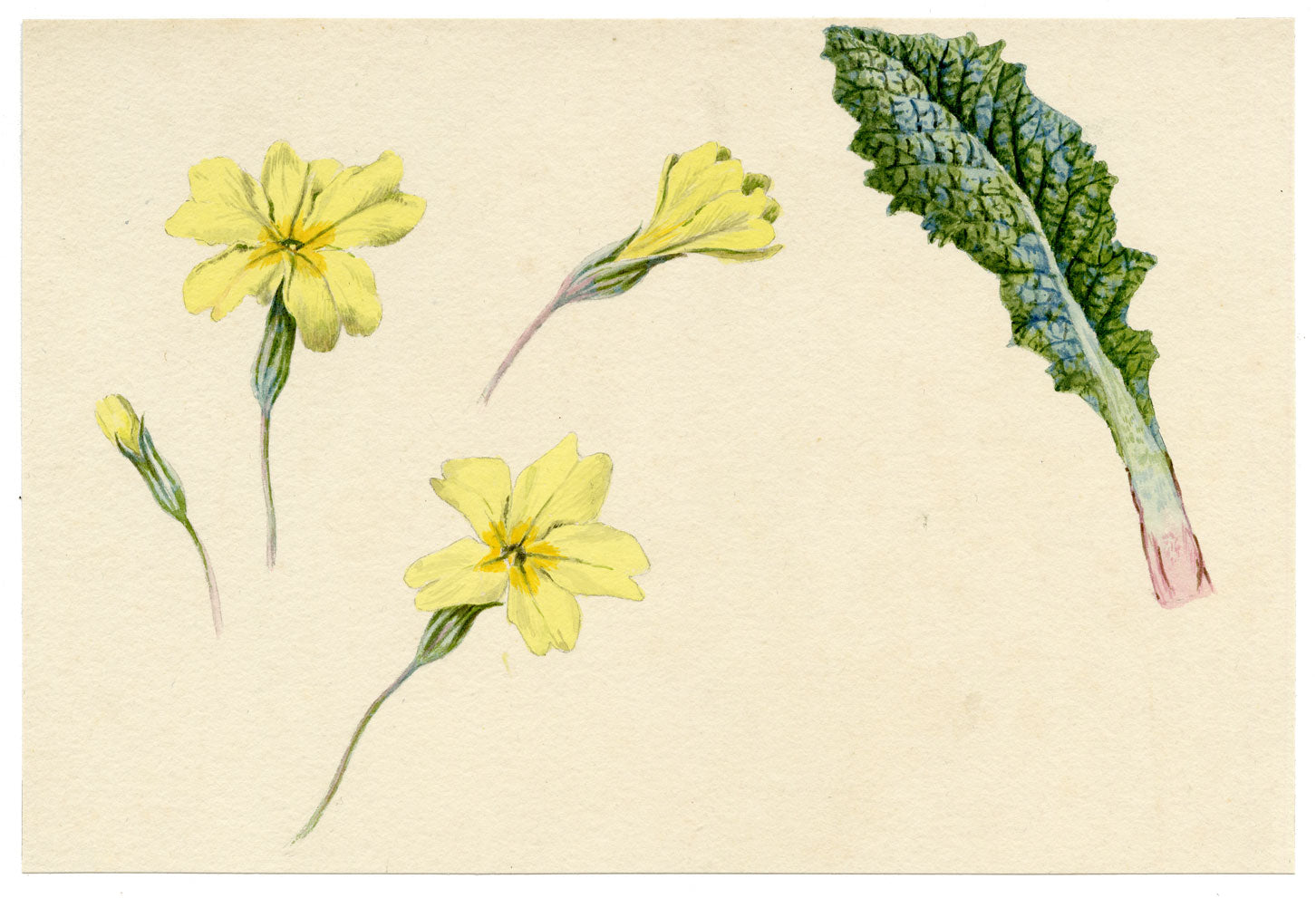 Lilla S., Primrose Flower & Leaf Study – 1884 watercolour painting