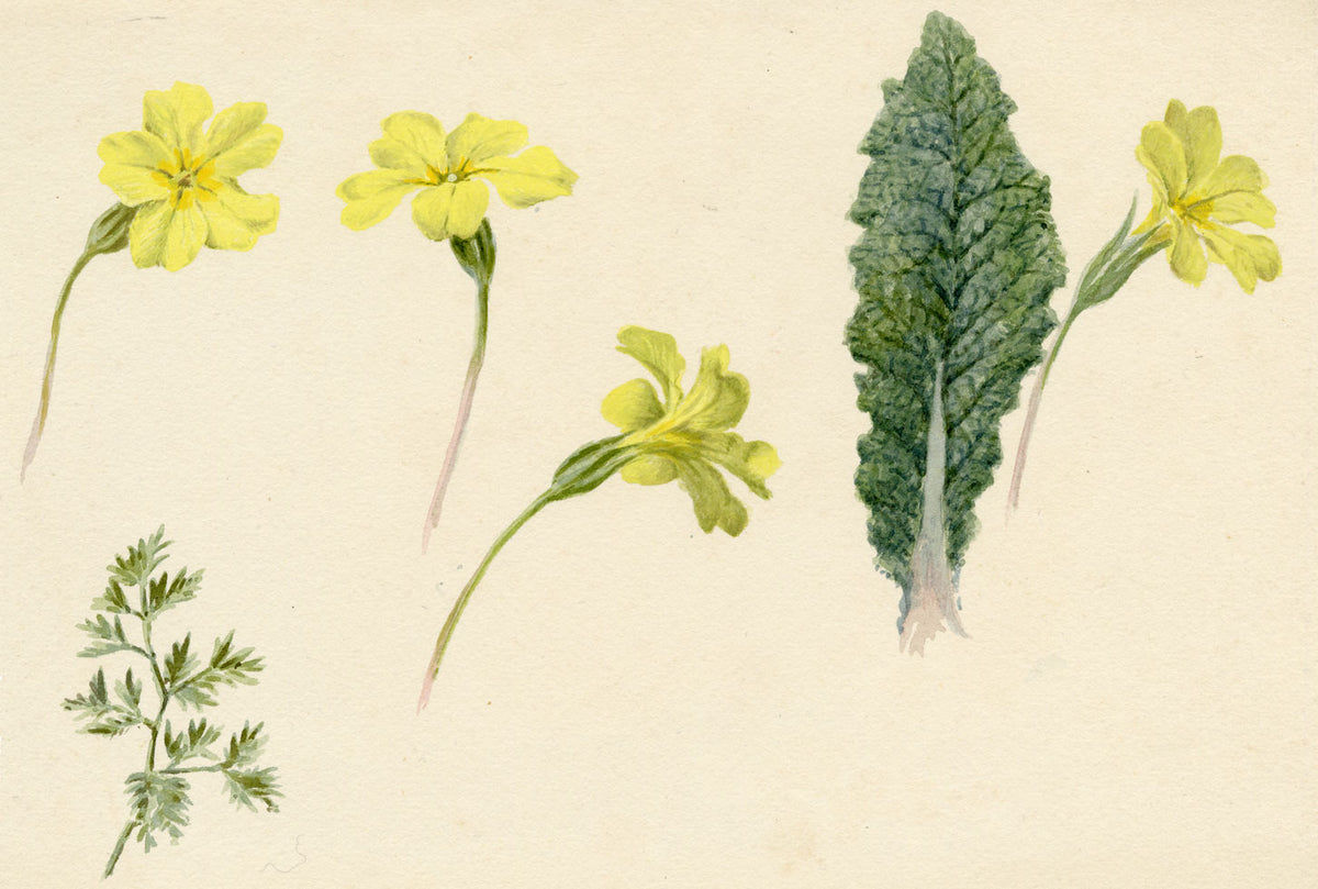 Lilla S., Primrose Flowers & Leaf Study – c.1882 watercolour painting