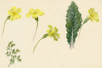 Lilla S., Primrose Flowers & Leaf Study – c.1882 watercolour painting