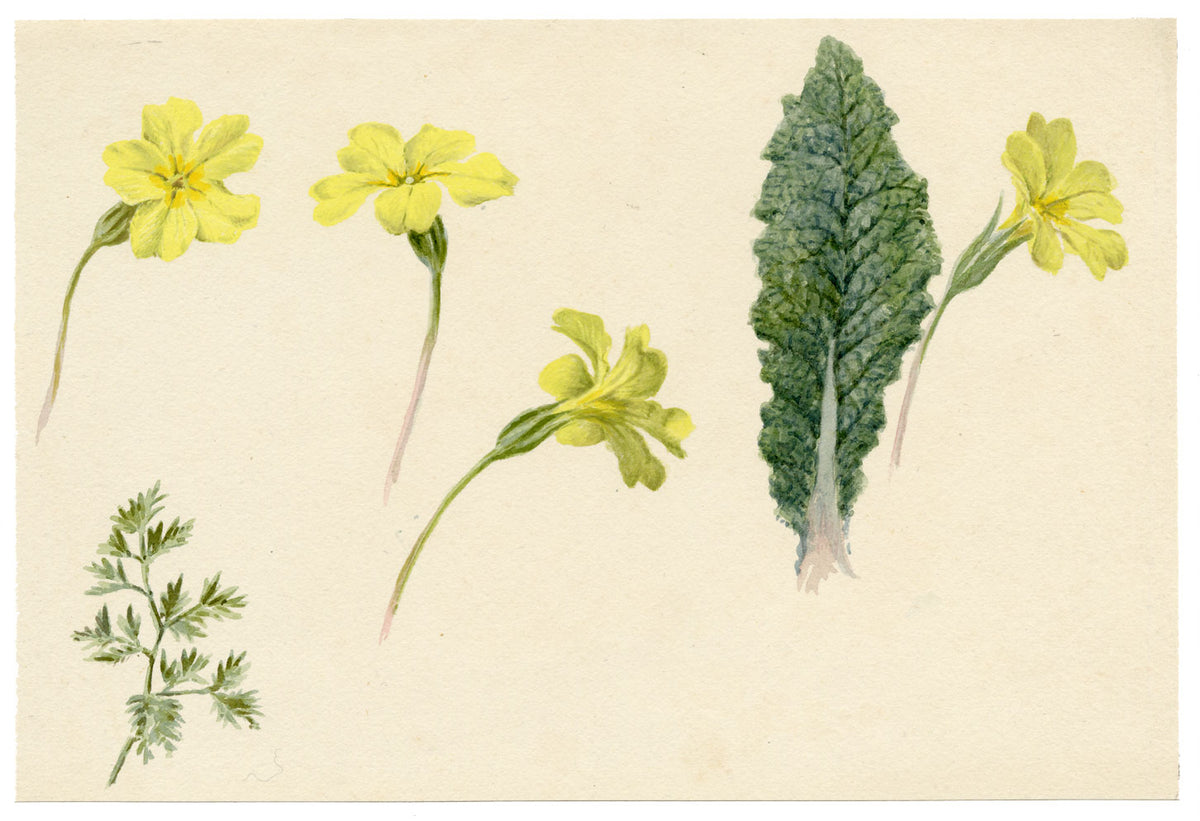 Lilla S., Primrose Flowers & Leaf Study – c.1882 watercolour painting