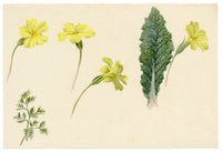 Lilla S., Primrose Flowers & Leaf Study – c.1882 watercolour painting