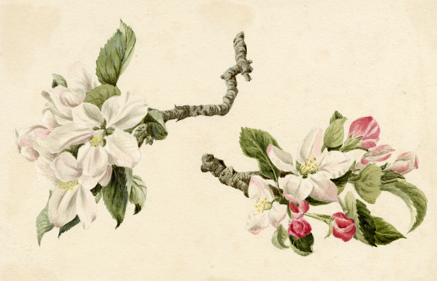 Lilla S., Apple Blossom Study – c.1882 watercolour painting